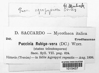 Puccinia recondita image